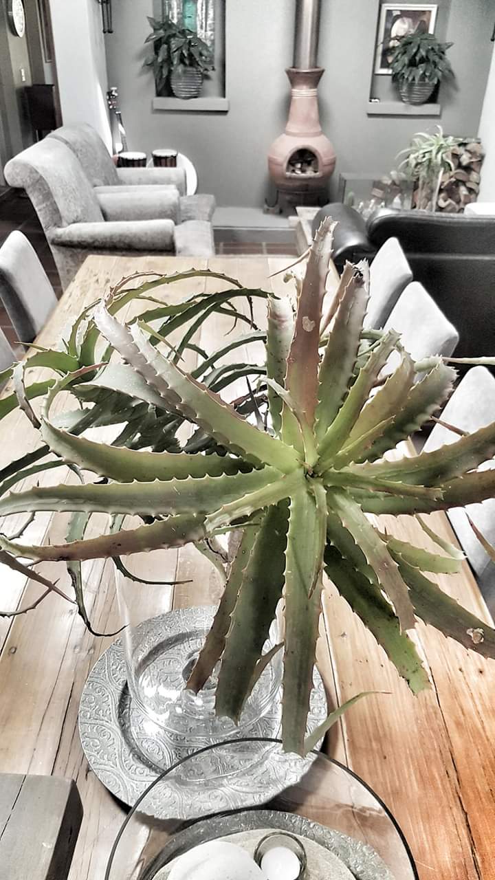 To Let 1 Bedroom Property for Rent in Seaside Longships Western Cape